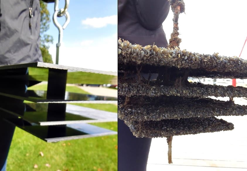 Zebra Mussels. Photo credit: Candace Parks