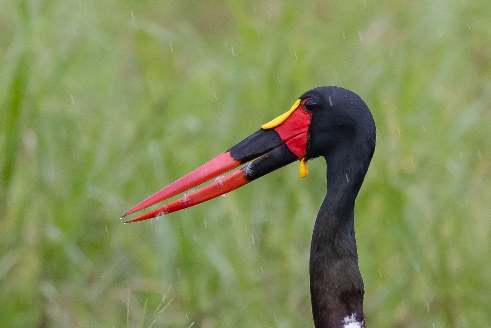 A saddlebill or saddle-billed stork eyes us through the rain. These birds are primarily piscivorous but will opportunistically eat other prey, as evidenced by the feathers on its beak, leftover from a recent snack.
