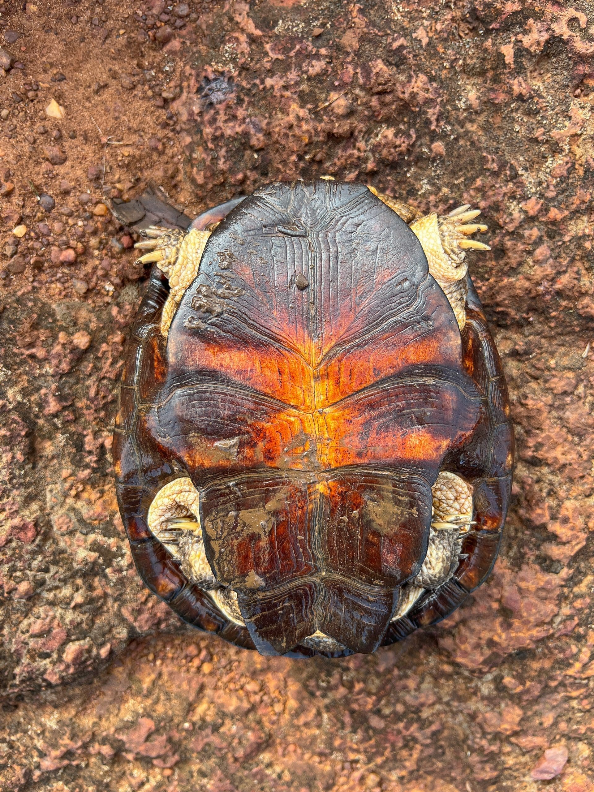 Underside of a swamp terrapin